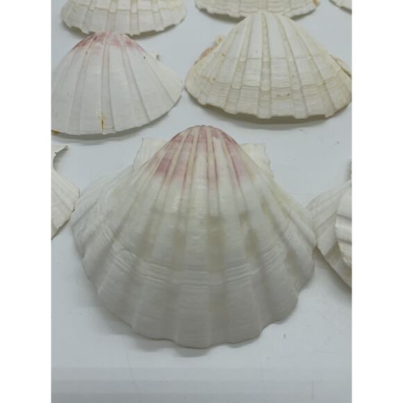 Vintage Lot Of 16 Made In Japan Clam Shells 2”-3” Crafts Appetizer ￼dish - Picture 6 of 6